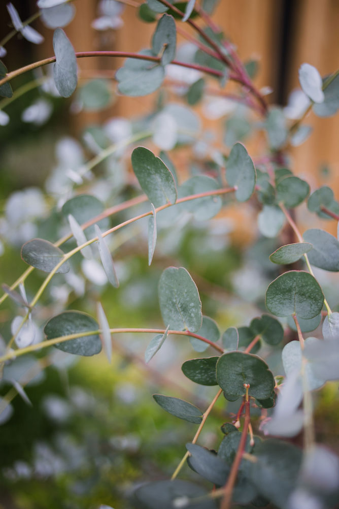 eucalyptus in de tuin